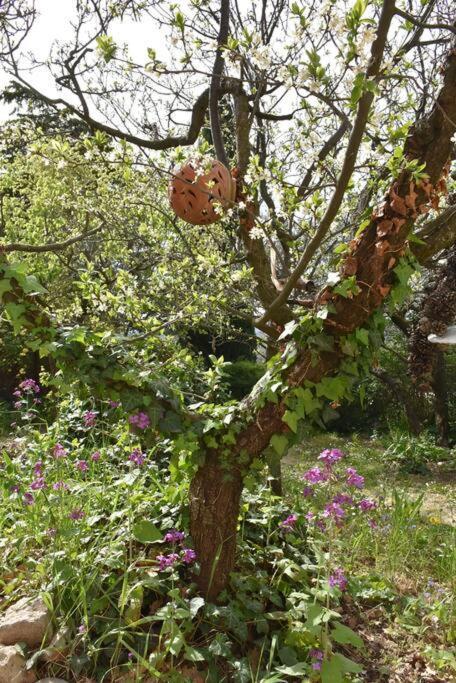 La Petite Maison Des Artistes Séguret Exterior foto